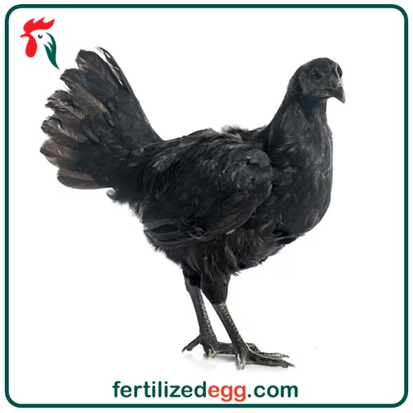 تخم نطفه دار مرغ ایام سمانی 